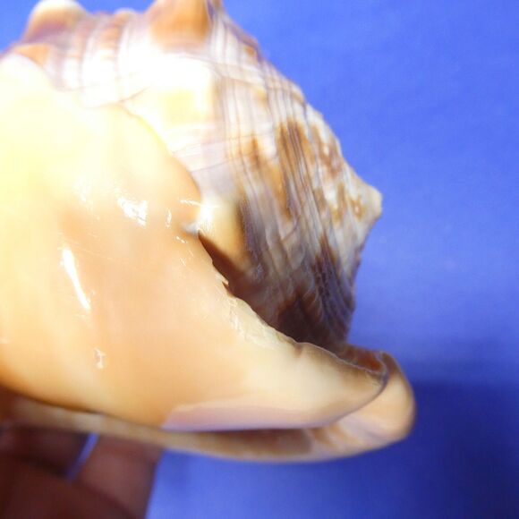 Cassis Cypraecassis Rufa African Bullmouth Helmet Conch Shell Seashell 4" 269g - Picture 10 of 11